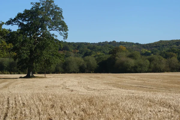 Field in the countryside — Stock Photo, Image