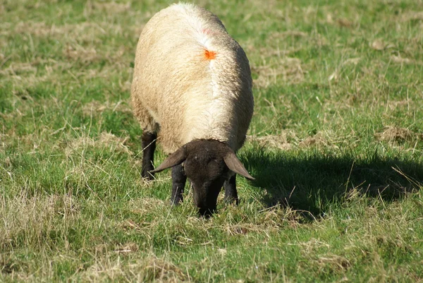 Schapen grazen in een landbouwgrond — Stockfoto