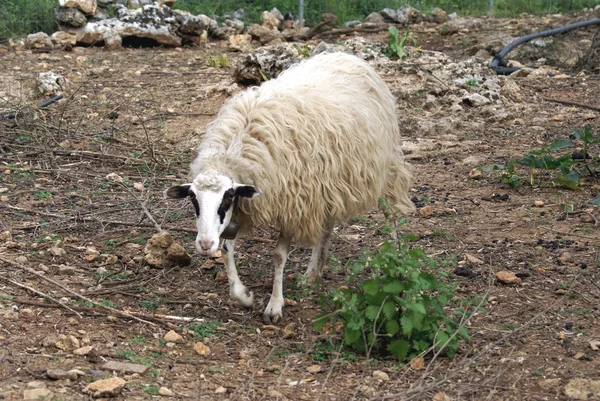 Πρόβατα σε μια γεωργική γη — Φωτογραφία Αρχείου