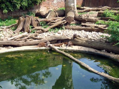 İngiltere'de bir safari Parkı su samuru