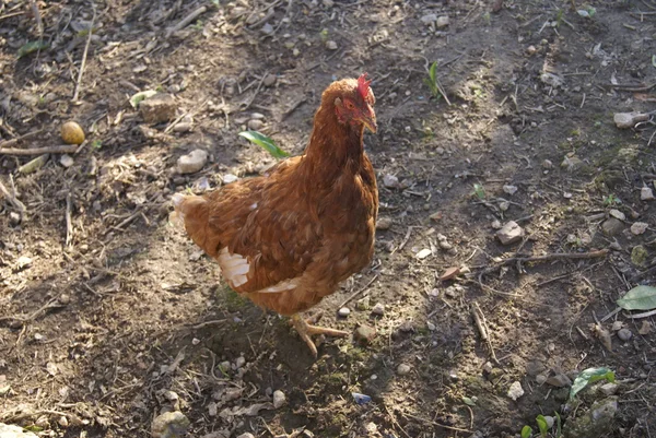 Gallina in un terreno agricolo — Foto Stock