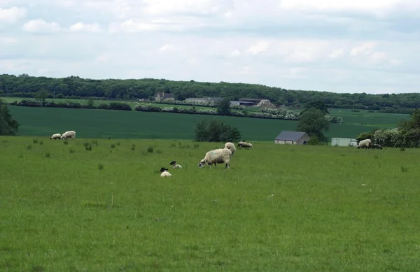 На открытом воздухе в сельской местности Англии в весенний сезон — стоковое фото