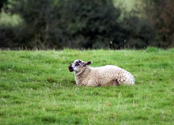 Moutons assis sur l'herbe dans une terre agricole ou un champ — Photo