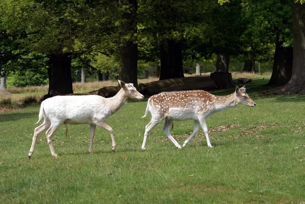 Fallow deer in nature — Stock Photo, Image