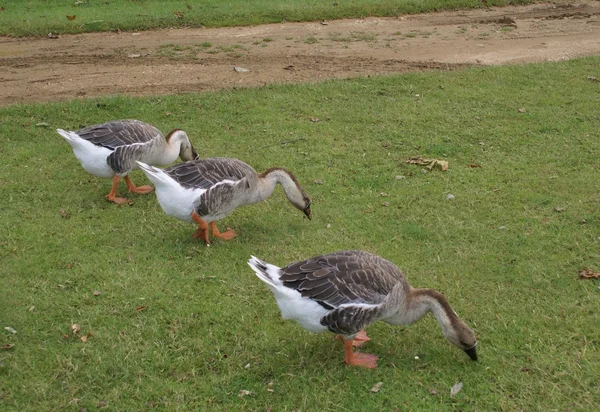 African geese in a farmland — Stock Photo, Image