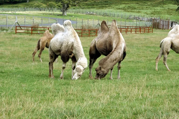 Chameaux broutant dans un parc safari ou un zoo — Photo