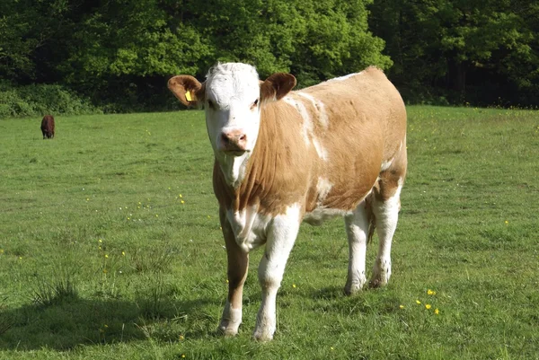 Giovane mucca in un terreno agricolo — Foto Stock