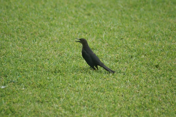 Uccello nero in Messico — Foto Stock