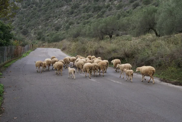 Sheep in a street in Greece — Stock Photo, Image