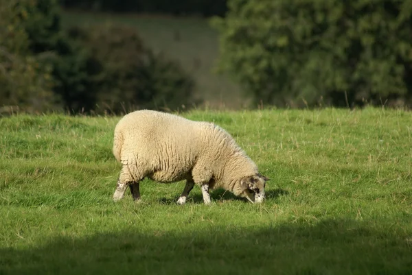 Moutons mangeant de l'herbe — Photo