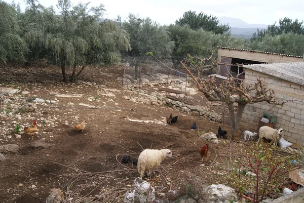 Ovini e polli in un'azienda agricola in Grecia — Foto Stock