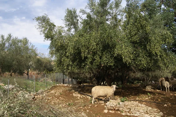 Πρόβατα σε μια γεωργική γη στην Ελλάδα — Φωτογραφία Αρχείου