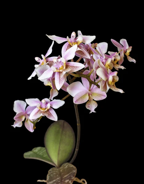 Orkide Phalenopsis mini beyaz pembe renk siyah arka plan üzerine — Stok fotoğraf