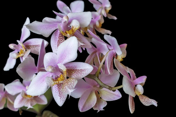 Orchidej Phalenopsis mini bílé růžové barvy na černém pozadí — Stock fotografie