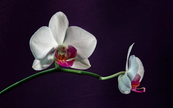 White Orchid Phalaenopsis på violett — Stockfoto