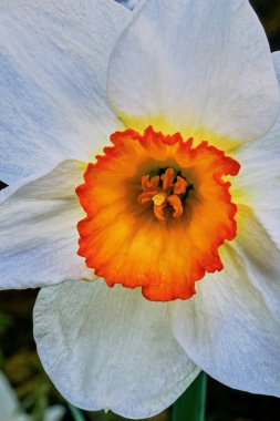 Narcis Çiçek bahçesinde