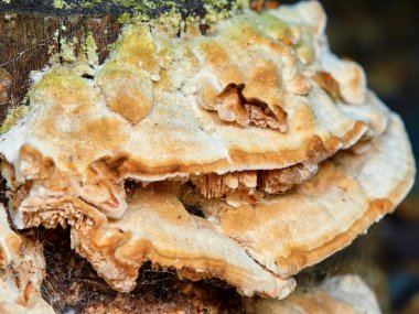 Güdük mantar çoğunu