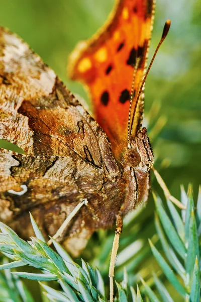 Güneşin tadını çıkarma virgülle kelebek (Polygonia c-albüm)