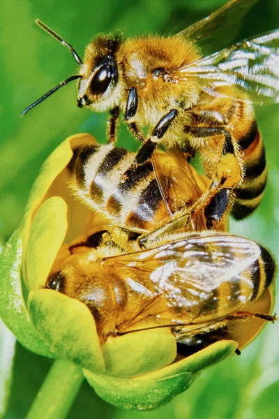 Három méhek egy virág — Stock Fotó
