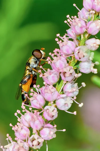 A virágzás tamariska légy hoverflies — Stock Fotó