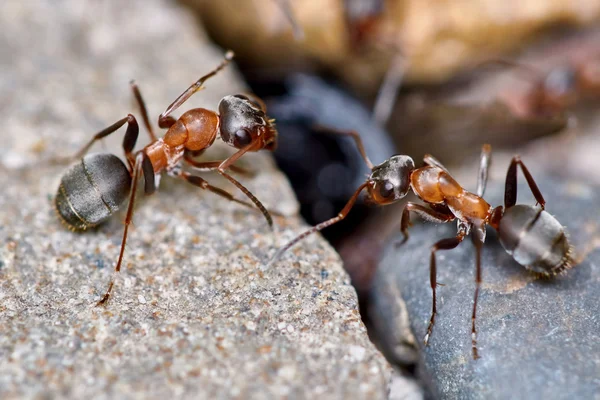 Two ants outside in the garden — Stock Photo, Image