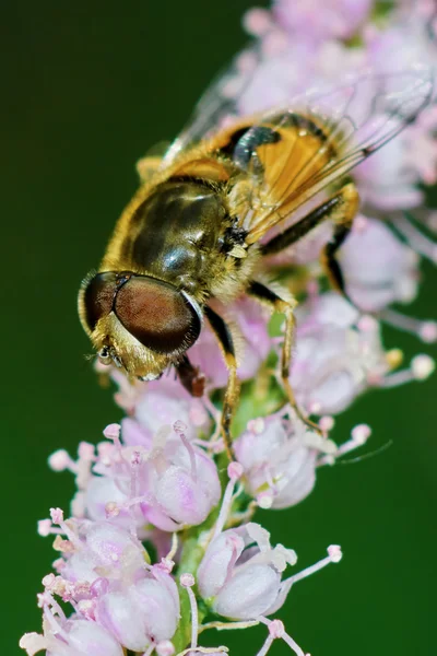 Egy virágzó tamariska nyugvó Bee — Stock Fotó