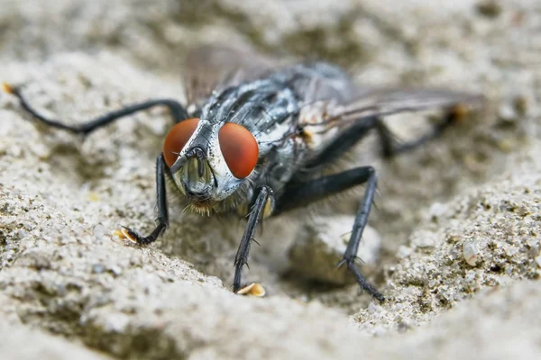 Gray fly front view — Stock Photo, Image