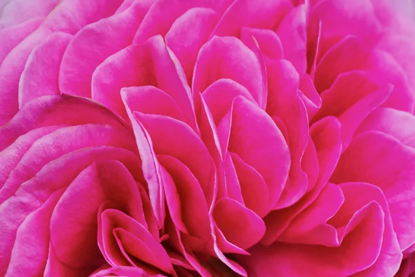 Petals pink tea rose — Stock Photo, Image