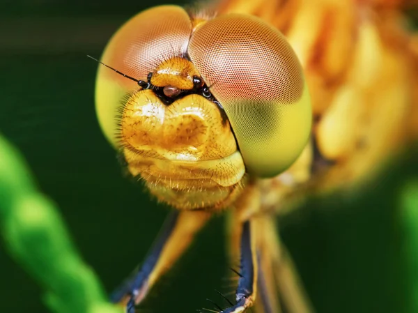 The head of a dragonfly — Stock Photo, Image