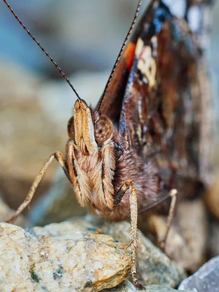 제 독 (바네사 아 탈 란 타) 전면 보기 — 스톡 사진