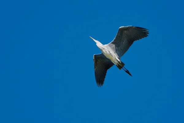 Reiher auf der Flucht — Stockfoto