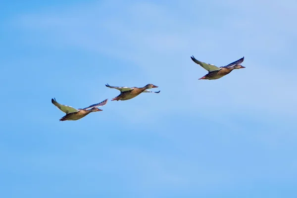 Três patos em voo — Fotografia de Stock