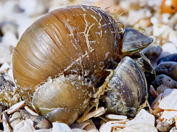 Shell on the beach — Stock Photo, Image