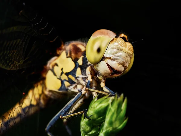 Libelle im Garten — Stockfoto