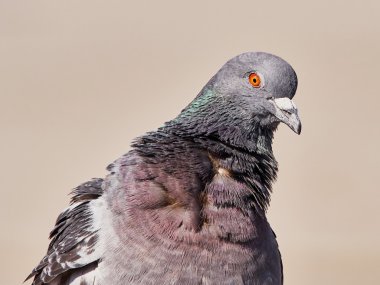 bir güvercin portresi 