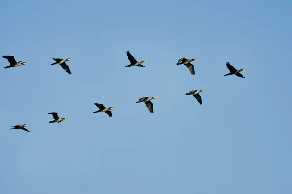 Bando de corvos-marinhos — Fotografia de Stock