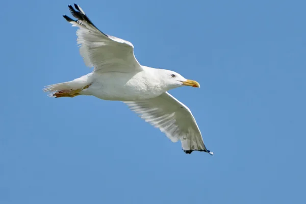 Gabbiano bianco in volo — Foto Stock