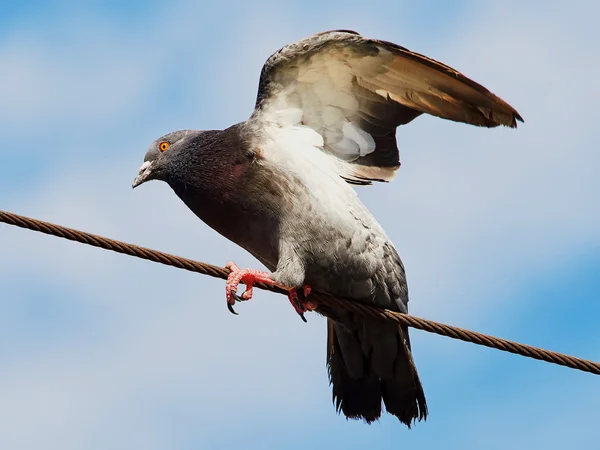 Güvercin yayılmış kanatlı — Stok fotoğraf