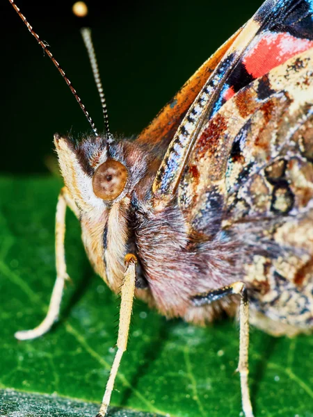 Retrato de una mariposa — Foto de Stock