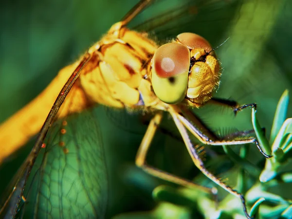 Dragonfly in the garden — Stock Photo, Image