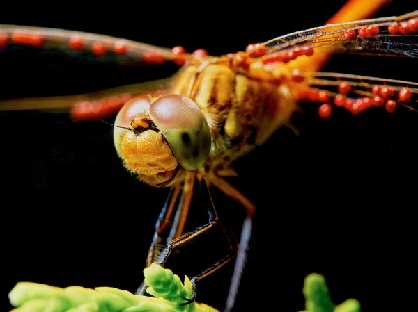 Dragonfly in the garden — Stock Photo, Image