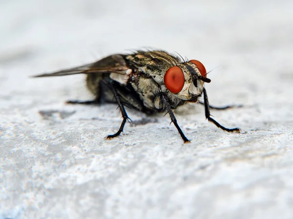 Gray fly in a hot summer day — Stock Photo, Image