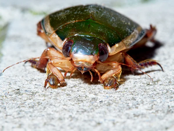 Großer Grüner Käfer — Stockfoto