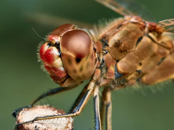 Portrait d'une libellule rouge — Photo