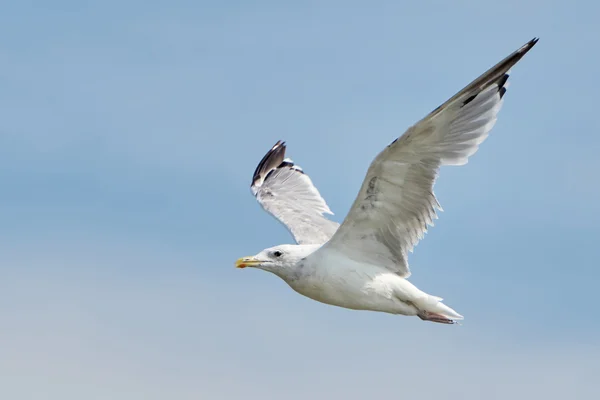 Gabbiano bianco in volo — Foto Stock