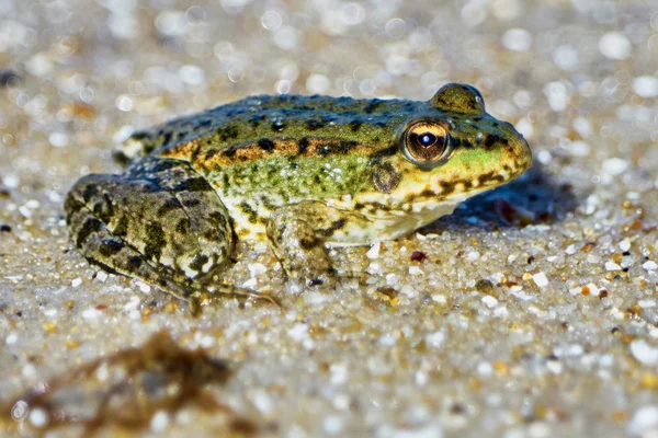 Grüner Frosch an einem Sandstrand — Stockfoto