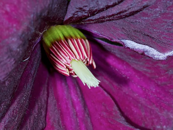 Closeup flor clematis roxo — Fotografia de Stock