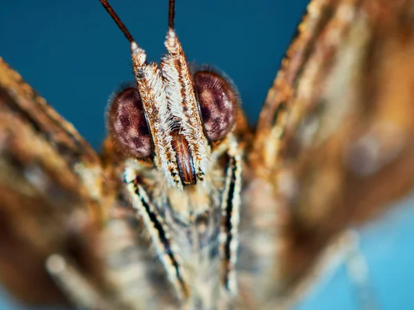 Retrato de una mariposa — Foto de Stock