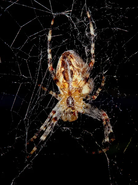 örümcek örümcek ağı ile 