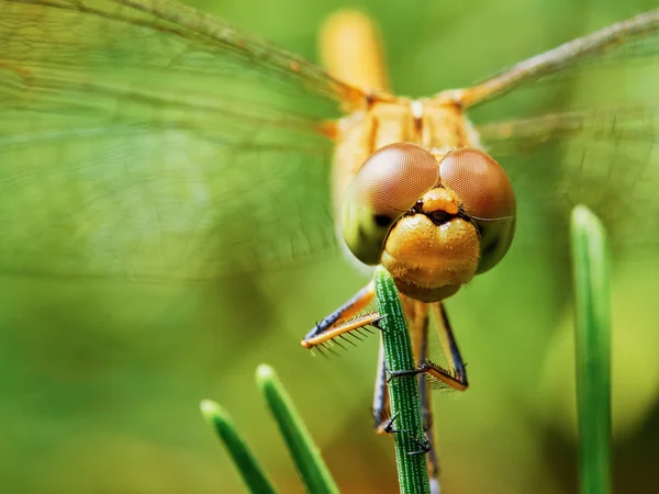 Dragonfly in the garden — Stock Photo, Image